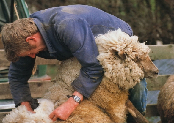 Как выращивать овец в домашних условиях?