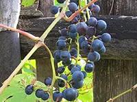 Золотая дюжина сортов винограда для Подмосковья - Сибирский сад
