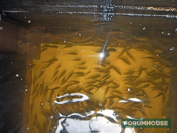 Выращивать рыбу в домашних условиях в бассейнах