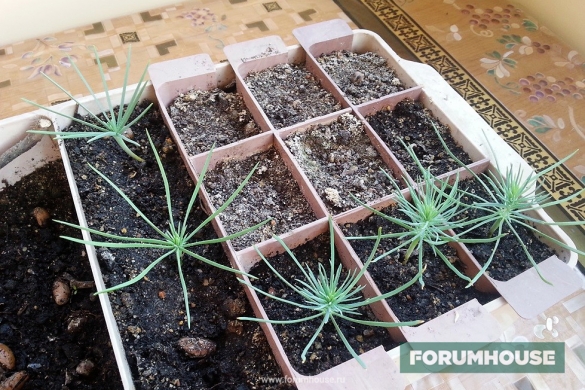 Как выращивать сосну из семян в домашних условиях?