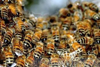 Как укрыть пчел на зиму на улице
