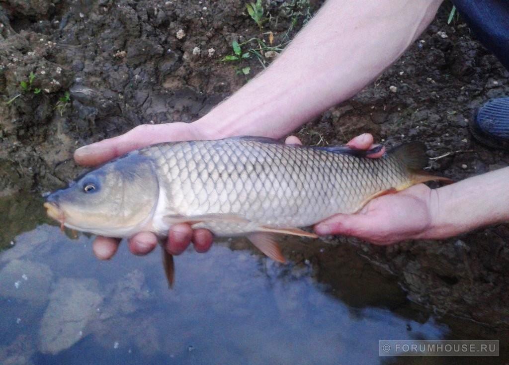 Какие рыбы выращивают искусственно в маленьких прудах?