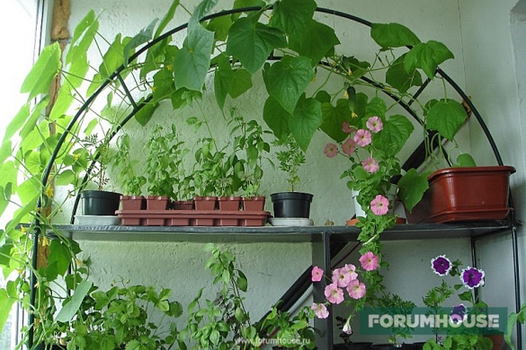 Как выращивать огурцы на подоконнике в квартире зимой?