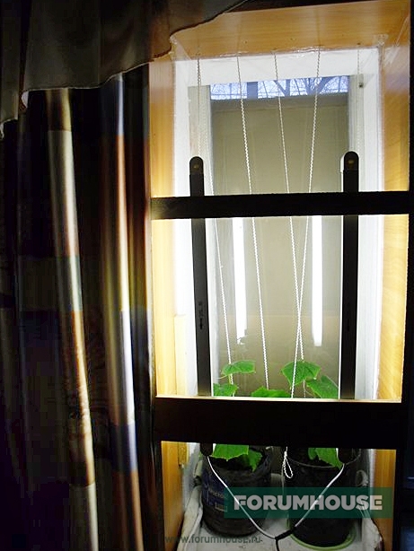 Как выращивать огурцы на подоконнике в квартире зимой?