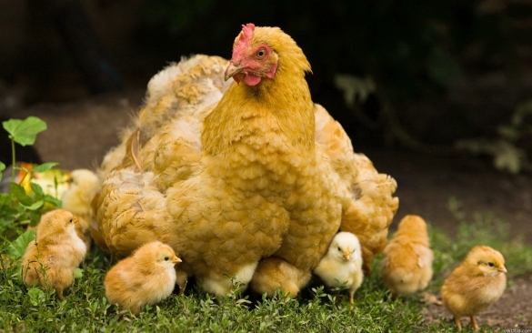 Сколько дней курица высиживает цыплят