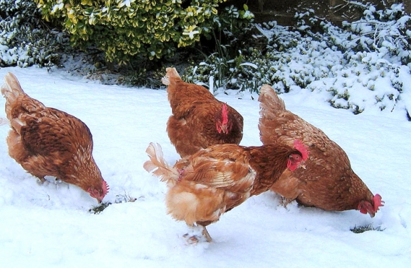 Как выращивать кур несушек в домашних условиях зимой?