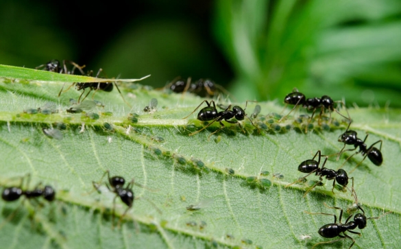 Как избавиться от муравьев на даче: обдуманно выводим в огороде и теплице